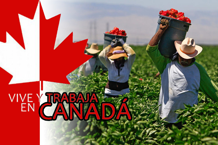 Trabajar en Canadá: cómo obtener el permiso de trabajo temporal